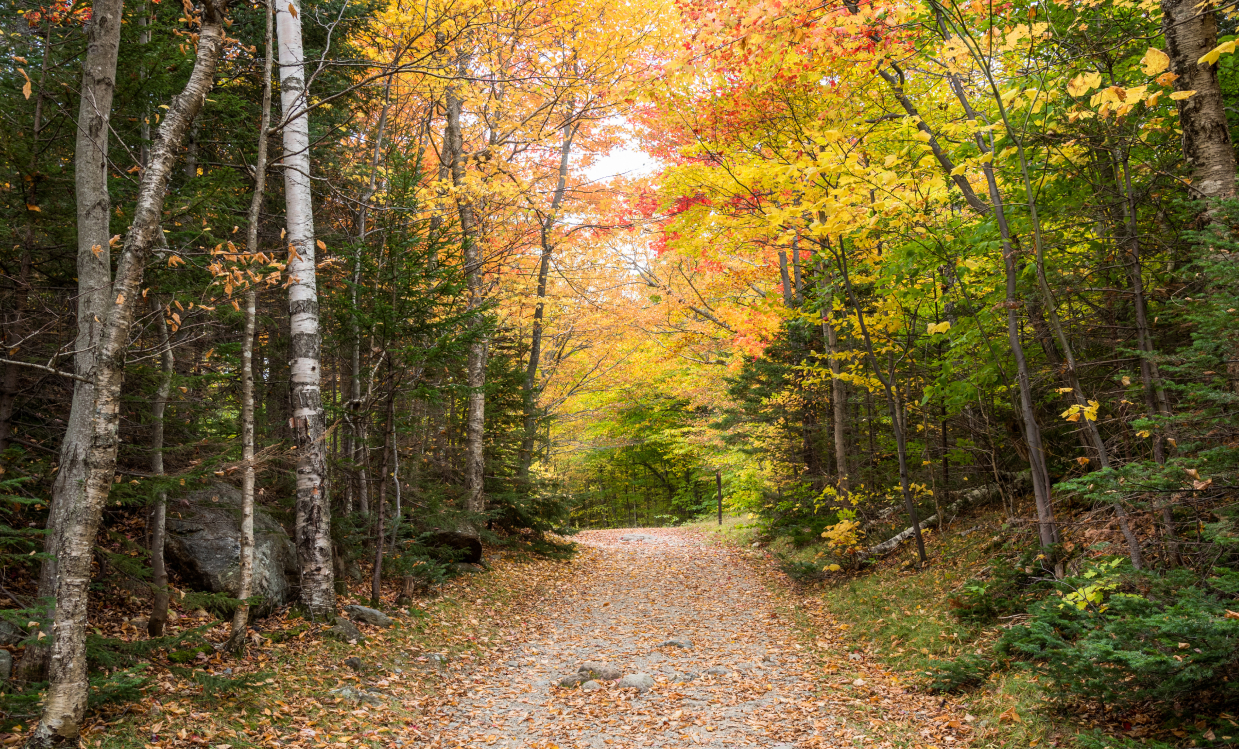 Take on a challenge along the Merritt Trail. Distance: 1.5 km / 3 minute drive