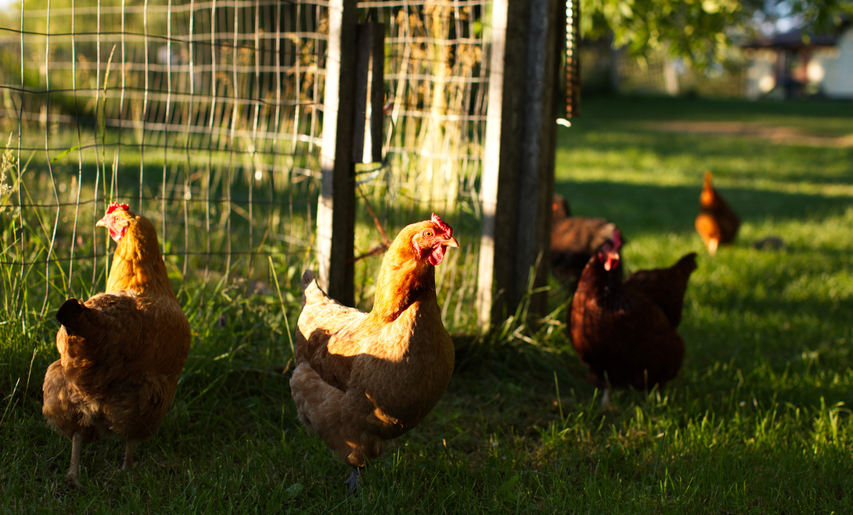 Discover Joy at Happy Rolph’s Animal Farm. Distance: 13.7 km / 17 minute drive