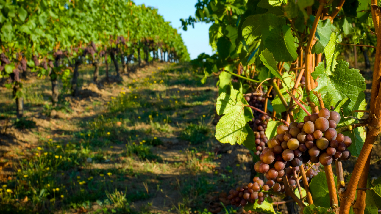 Wineries in Niagara: Sip, Savour, and Experience Canada’s Wine Country